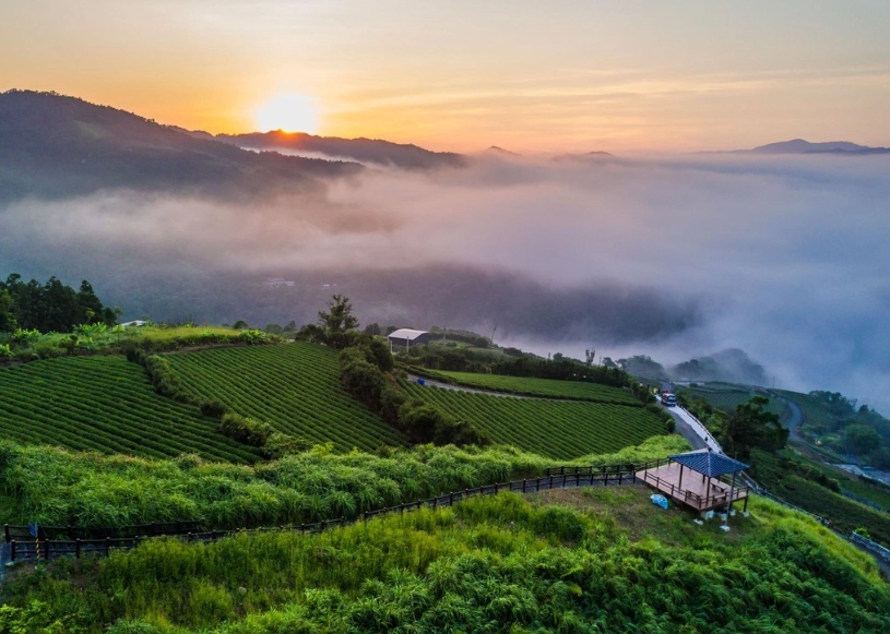 坪林茶园