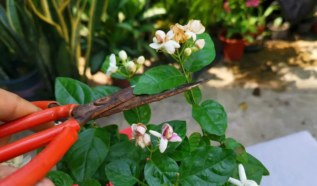 茉莉花修剪 茉莉花修剪