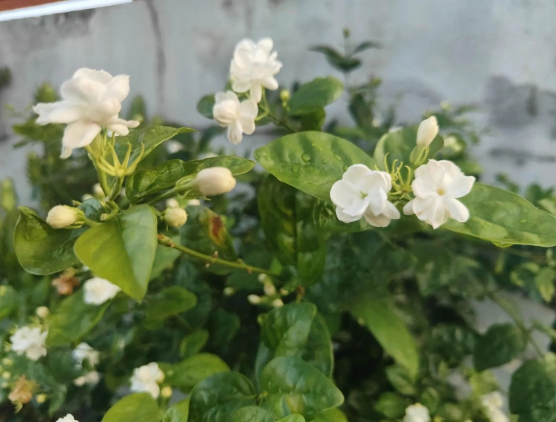 茉莉花種植