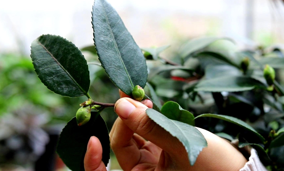 茶花照顧