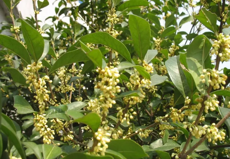 桂花種植
